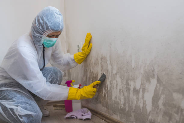 Best Black Mold Removal  in Alanuk, AK