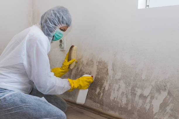Best Attic Mold Removal  in Alanuk, AK