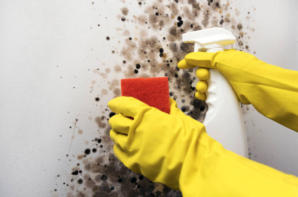 Best Office Mold Removal Services  in Alanuk, AK