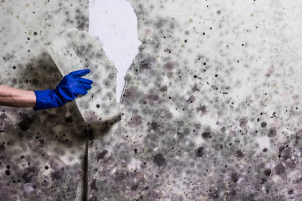 Best Fast Mold Removal  in Alanuk, AK