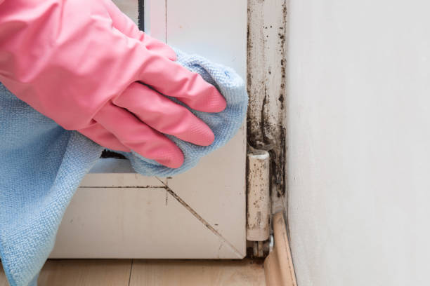 Best Black Mold Removal  in Alanuk, AK